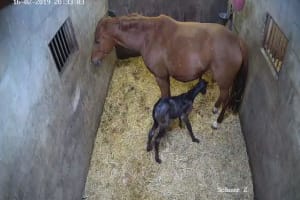 Camera toezicht dieren