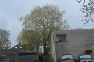 Wilg knotten