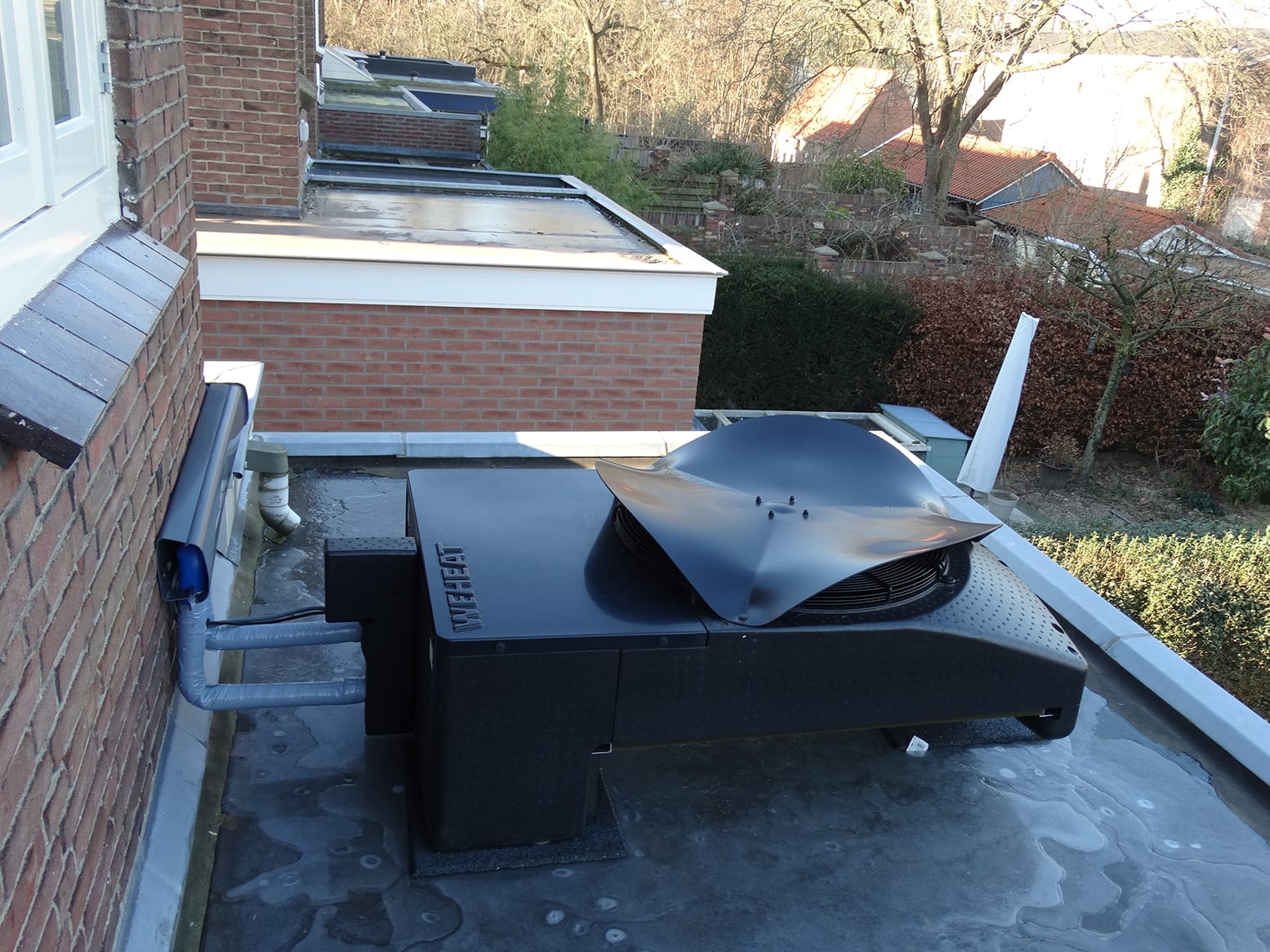 Weheat Blackbird