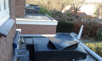 Weheat Blackbird