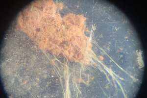 60 vergroting microscoop