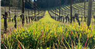 Alexana Winery Image