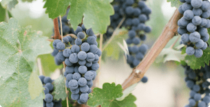 OB/Amista%20Vineyards/TEP/Discover%20the%20Richness%20of%20Amista/experience-card