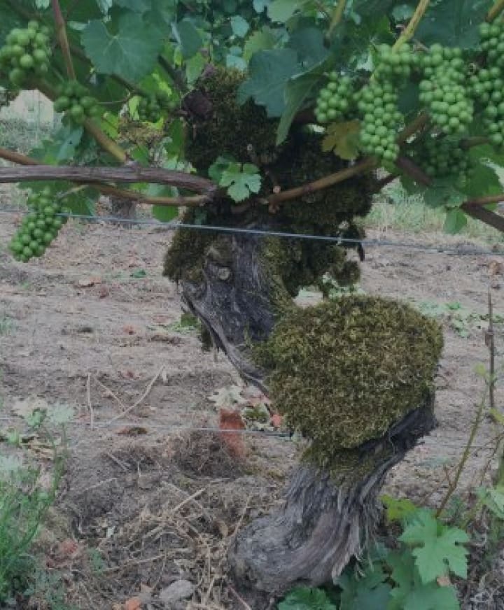 OB/Authentique%20Wine%20Cellars/TEP/Own%20Rooted/experience-card