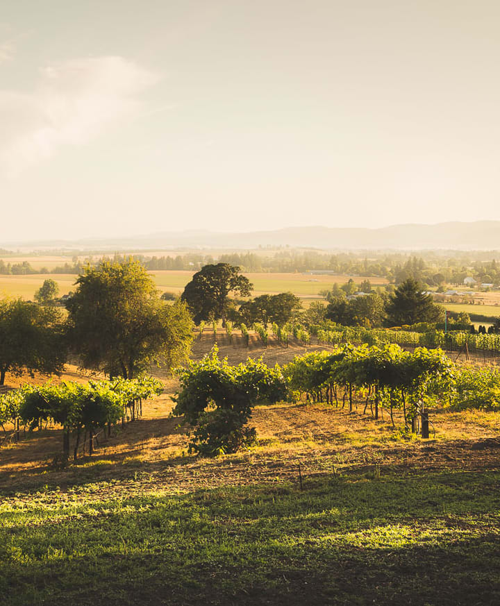 Authentique Wine Cellars Image