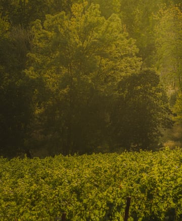 OB/Azur%20Wines/TEP/Napa%20Nobility/experience-card