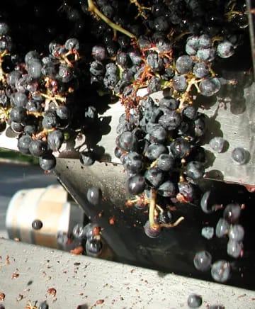 Bell Wine Cellars Image
