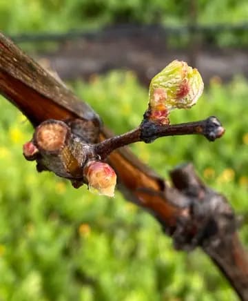 OB/Bell%20Wine%20Cellars/TEP/Napa%20in%20a%20Glass/experience-card