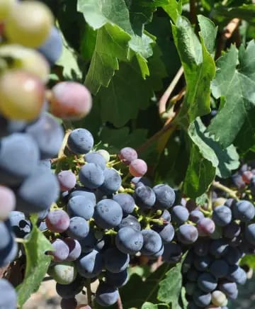 DeLille Cellars Image