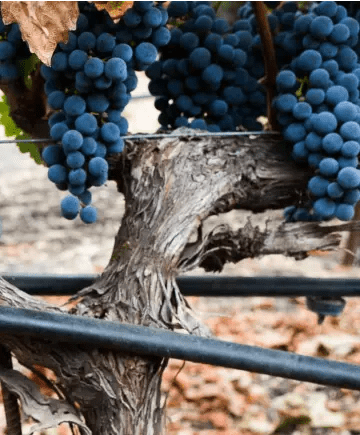 Elyse Winery Image