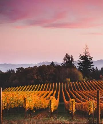 Flâneur Wines Image
