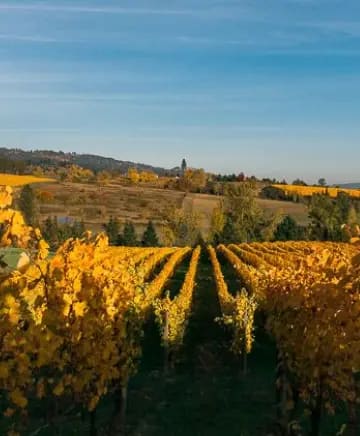 Flâneur Wines Image