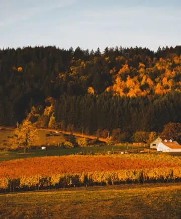 Flâneur Wines Image