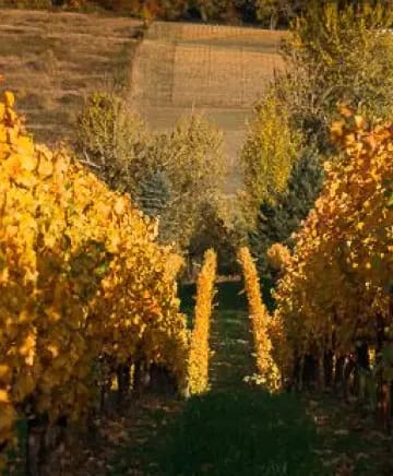 Flâneur Wines Image