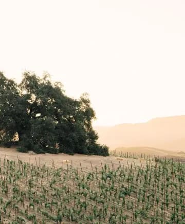 Halter Ranch Winery Image