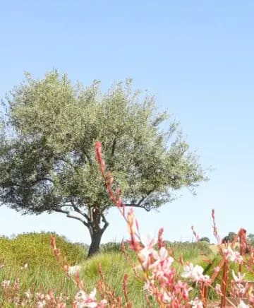 Halter Ranch Winery Image