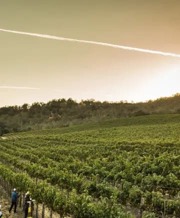 Joullian Vineyards Image