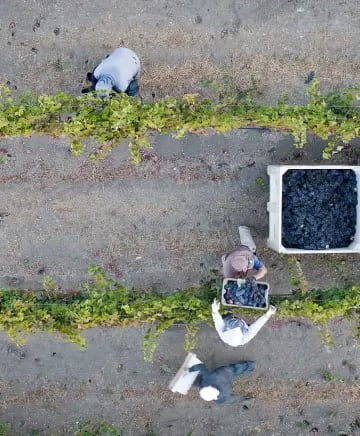 Opolo Vineyards Image
