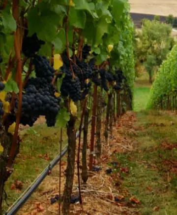 Oxlee Graham Wines Image