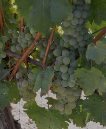 Paradise Springs Winery Image