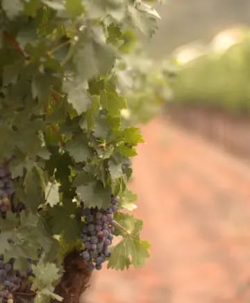 Passaggio Wines Image