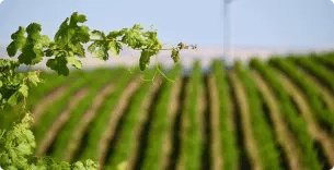 Pepper Bridge Winery Image