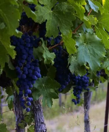 Pepper Bridge Winery Image