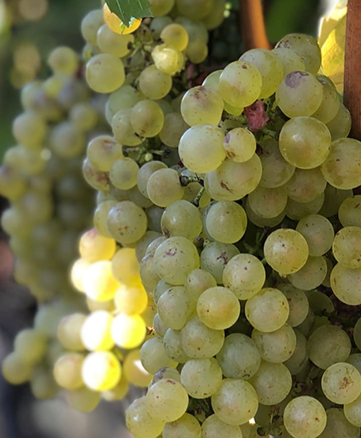 OB/Revana%20Wines/TEP/Vertical%20Exploration/experience-card