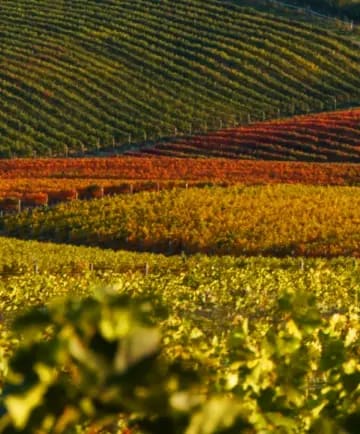OB/Sant%E2%80%99Angelus/TEP/Taste%20the%20Terroir/experience-card