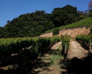 OB/Seavey%20Vineyard/TEP/All%20Estate%20Set/experience-card