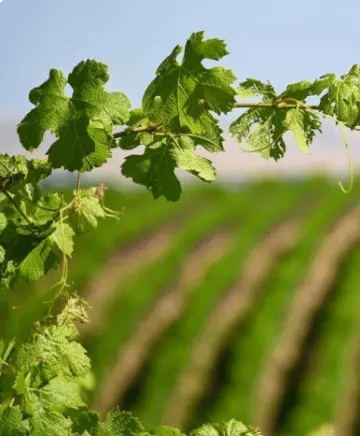 OB/Second%20Line%20Wines/TEP/Diversity%20in%20the%20Making/experience-card