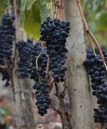 Sleight of Hand Cellars Image