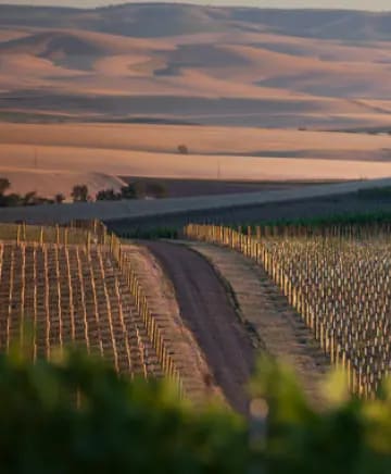 Sleight of Hand Cellars Image