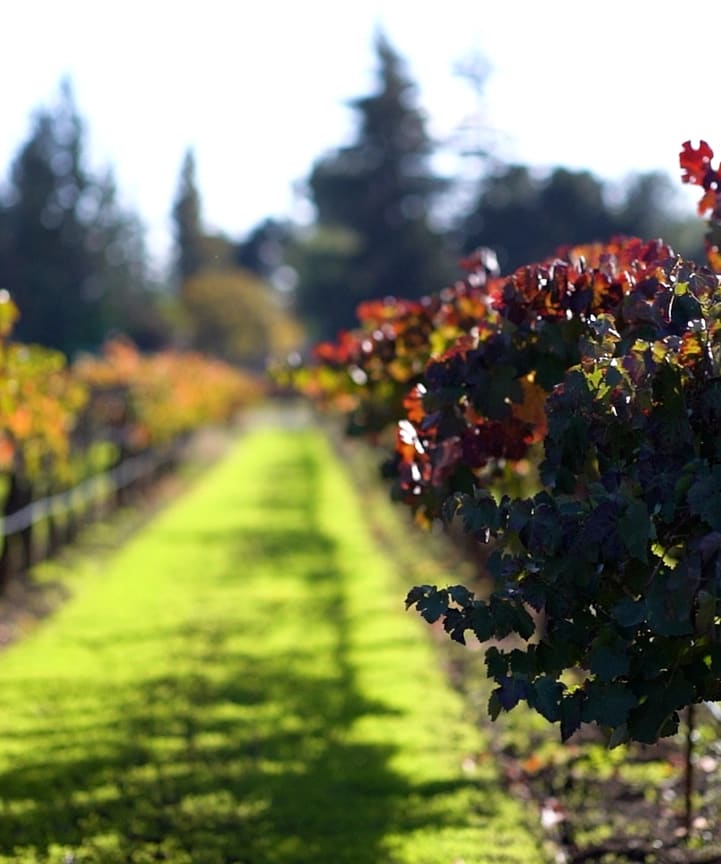 OB/Suisun%20Creek%20Winery/TEP/4th%20Generation/experience-card