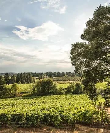 OB/Suisun%20Creek%20Winery/TEP/Grapes%20Galore/experience-card