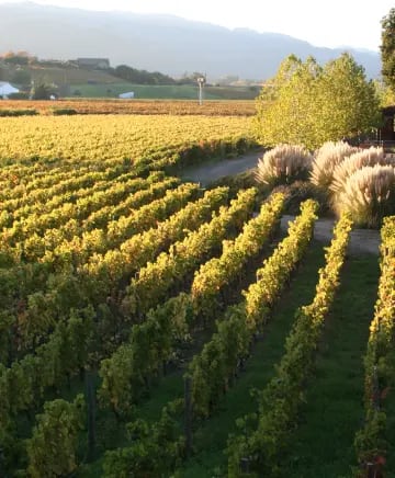 Tamber Bey Vineyards Image