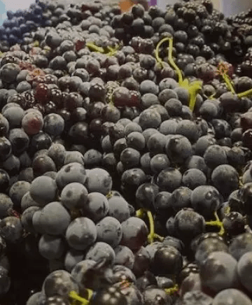 OB/TriCal%20Wine/TEP/Cellar%20Selections/experience-card