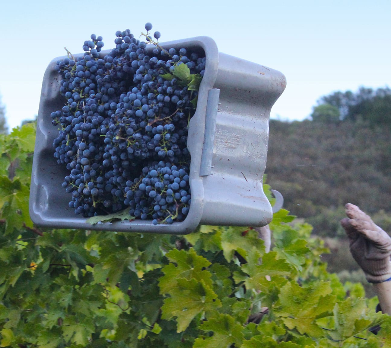 OB/Ty%20Caton%20Vineyards/TEP/Winemakers%20Choice/experience-card