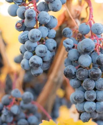 Woodhouse Wine Estates Image