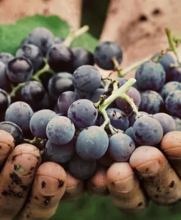 Woodhouse Wine Estates Image