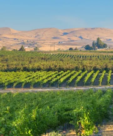 Woodhouse Wine Estates Image