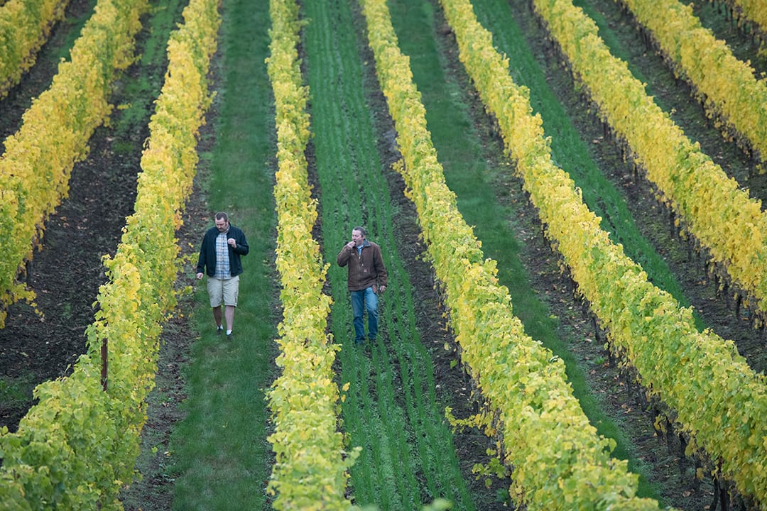 Alexana Winery