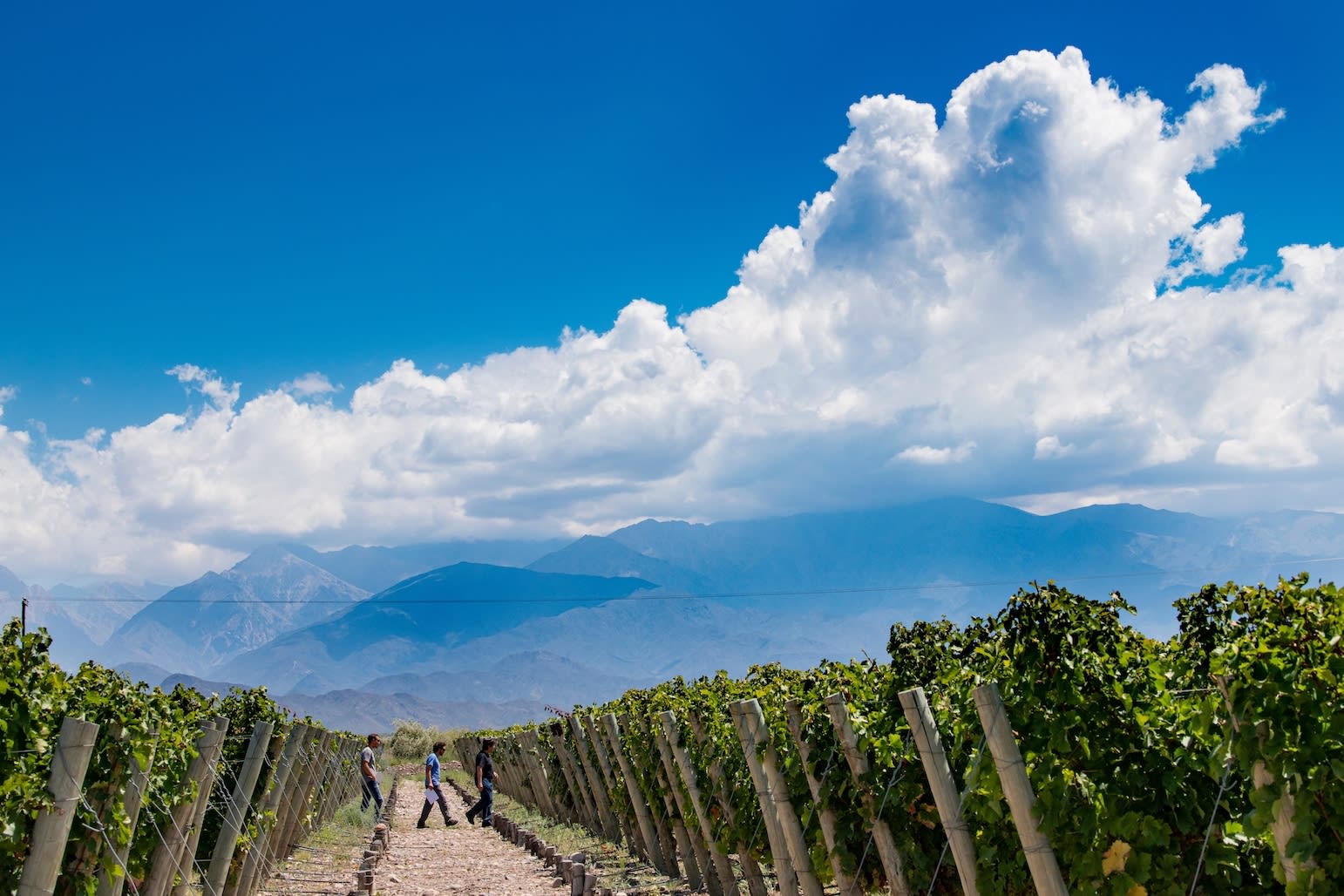 winery profile image