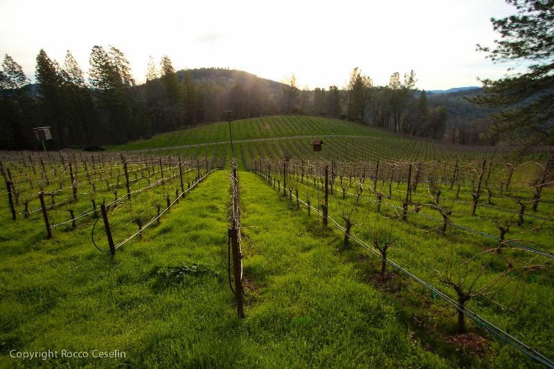 winery profile image