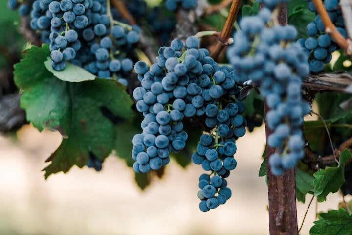 winery profile image