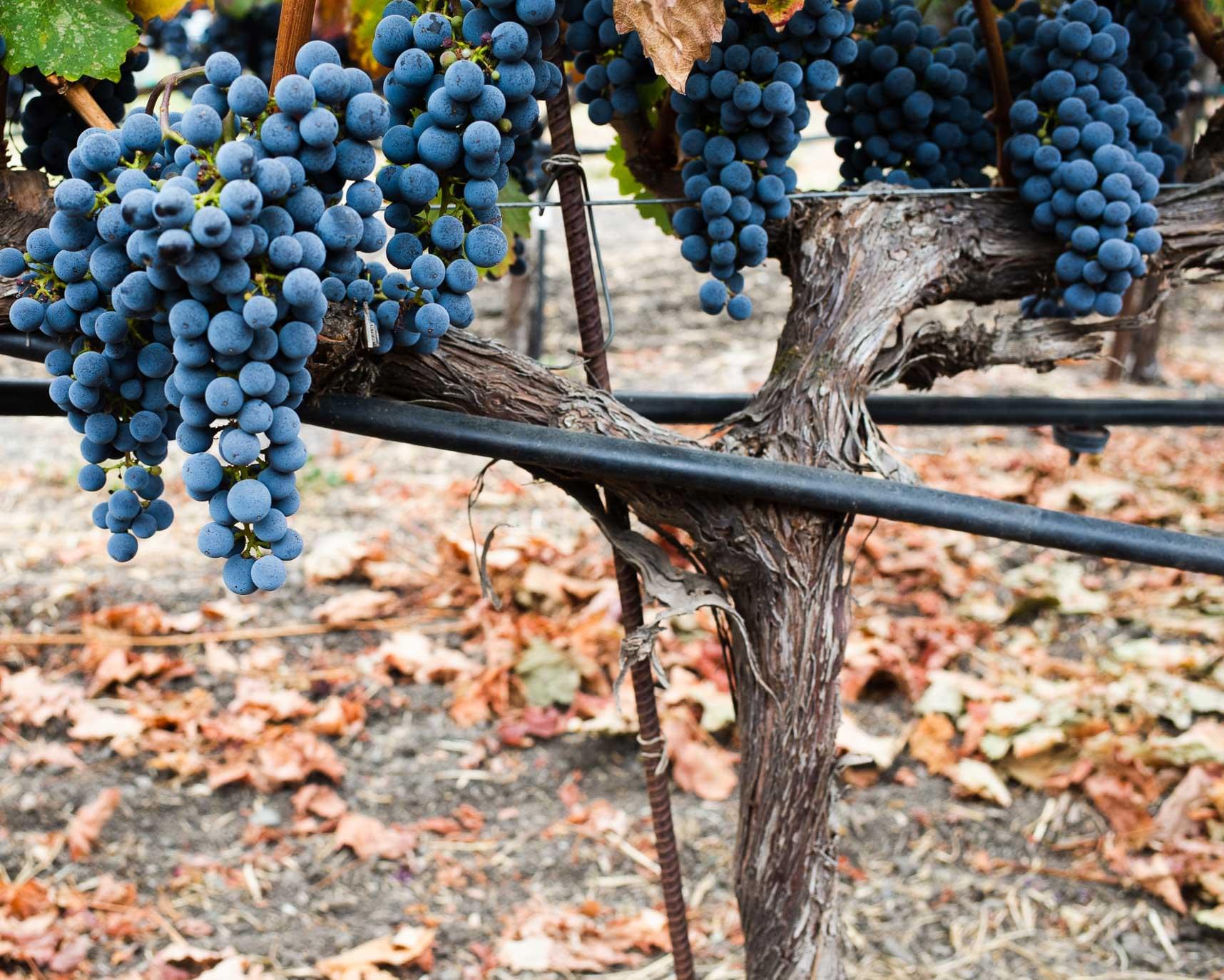 winery profile image