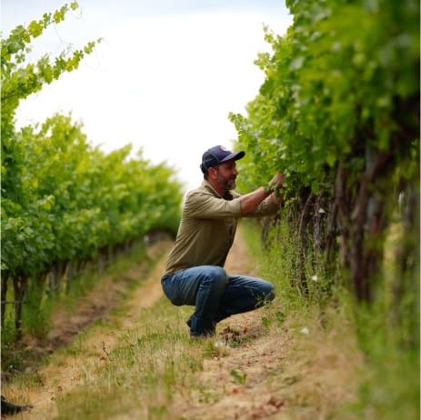 Trey Busch, owner of Sleight of Hand Cellars, tending to the grapevines