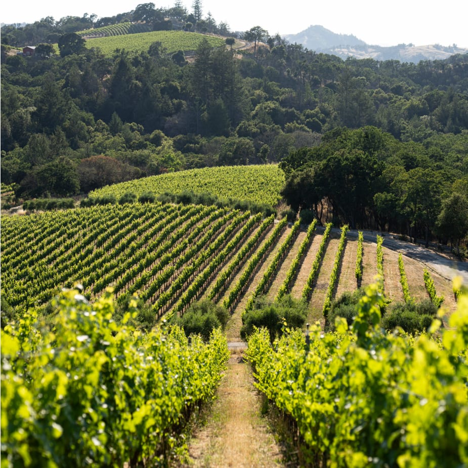 Bell Mountain Estate - Medlock Ames
