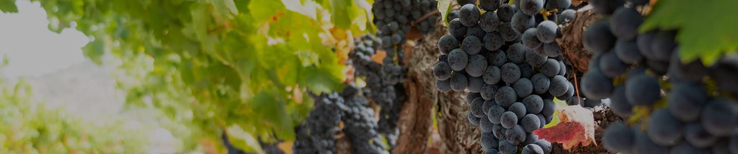 Cluster of Cabernet Sauvignon grapes