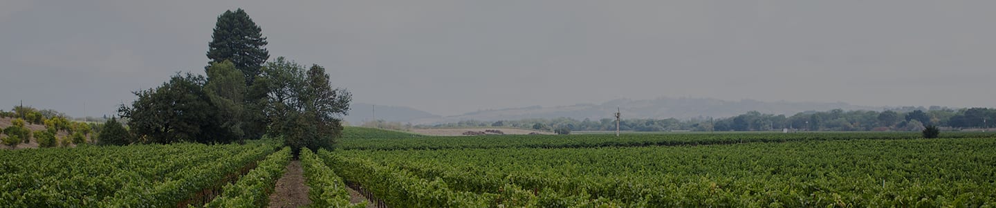 Wide shot of a vineyard in Napa Valley